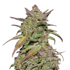 Fast Buds – Smoothie Automatic (3semillas/paquete)