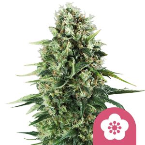 Semillas de marihuana feminizadas Power Flower de Royal Queen Seeds (pack de 3 semillas)