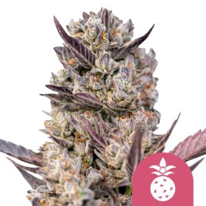 Semillas de cannabis feminizadas Royal Queen Seeds Tropicana Cookies Purple (paquete de 5 semillas)